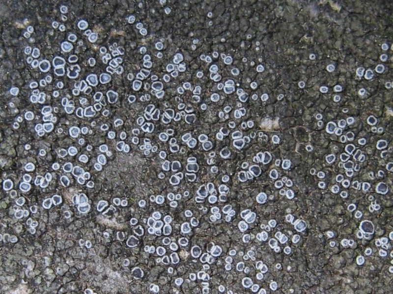 Lichene crustose con apoteci blu